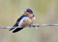 Barn Swallow